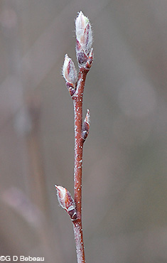 spring bud