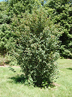 shrub