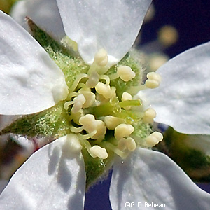 flower close-up