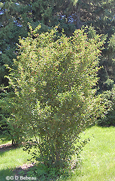 shrub