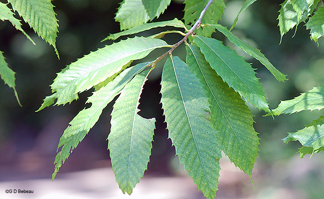 Leaves