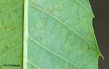 leaf underside