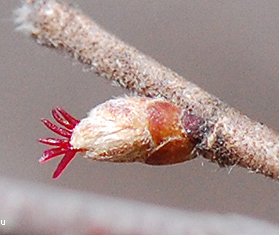 American Hazelnut flower