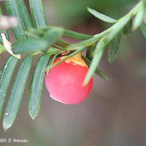 red aril