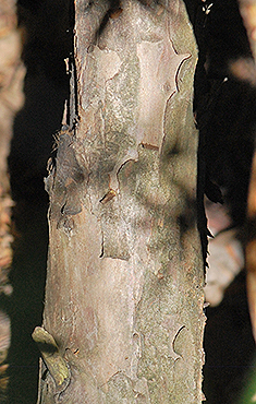 bark