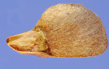 Seeds