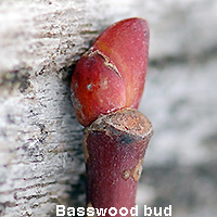 Basswood bud