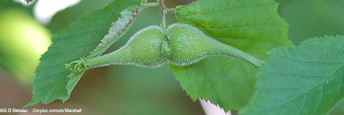 Beaked Hazennut nutpair