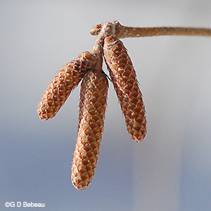 Beaked Hazelnut male catkin