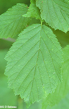 Beaked Hazelnut leaf