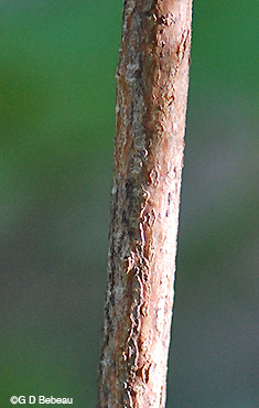 Beaked Hazelnut old stem