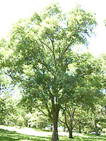 Bitternut Hickory