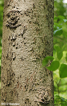 Bitternut Hickory Bark