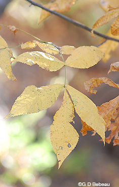 Bitternut Hickory fall leaf
