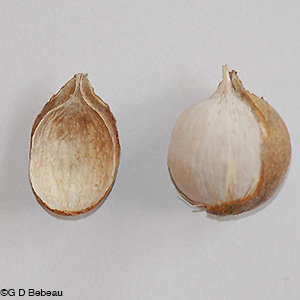 Bitternut Hickory nut