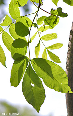 Bitternut Hickory leaf