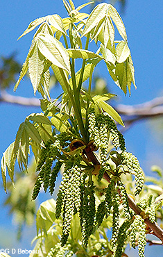 Bitternut Hickory male catkin