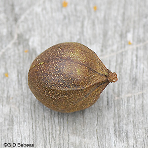 Bitternut Hickory nut