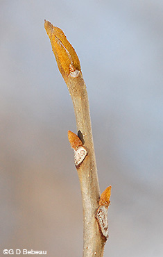 Bitternut Hickory twig