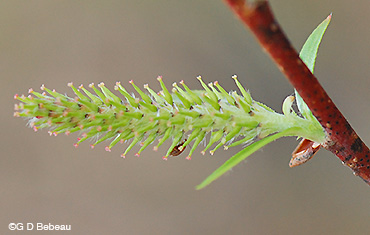 Black Willow catkin