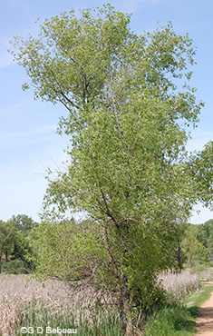 Black Willow in summer
