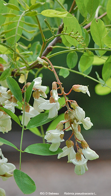 Black Locust flower clusters
