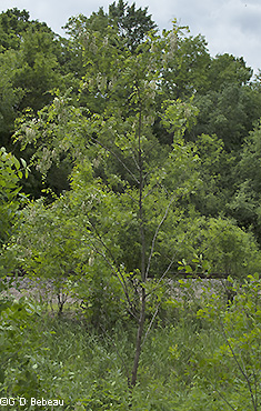 Black Locust young tree