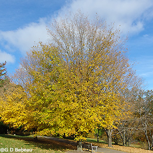 fall color