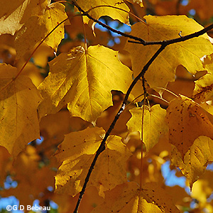 fall leaf