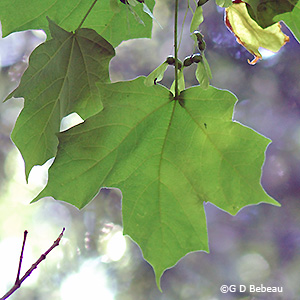Green leaf