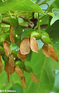 Green samara