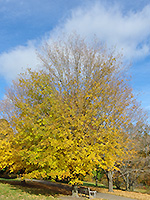 Black sugar maple