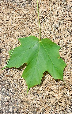 leaf