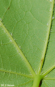 leaf underside