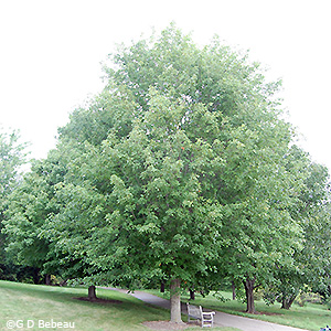 Summer tree