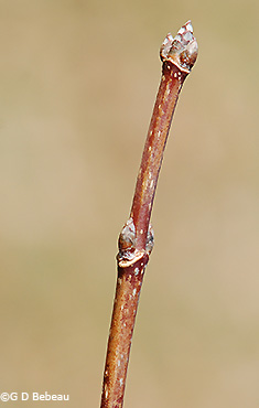 twig