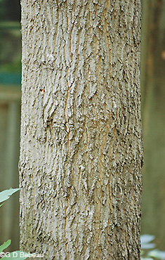 bark