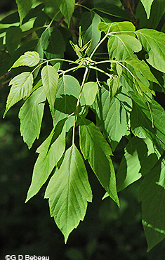 Box elder leaf