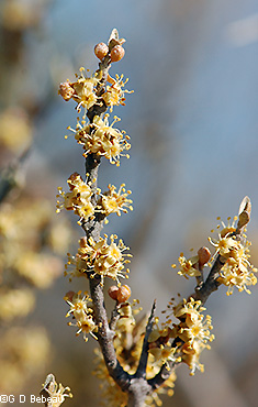 inflorescence