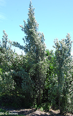 plant