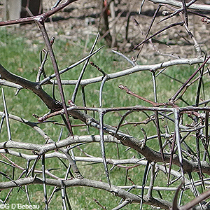 thorns