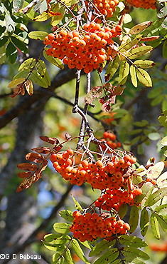 fruit clusters