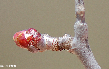 Bud