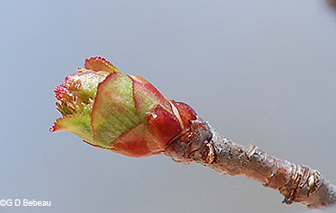 bud breaking