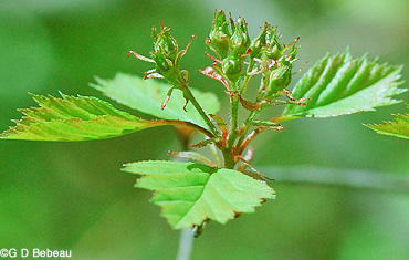 Hawthorn flower buds