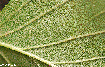 leaf underside