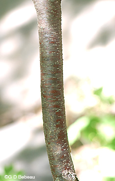 Hop tree bark
