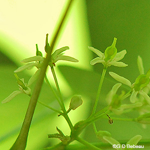 Hop Tree flower