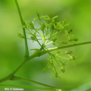 Hop Tree flower cluster