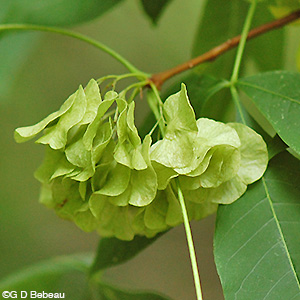 Hop Tree green seeds